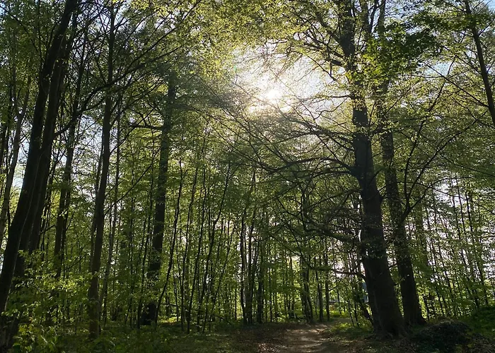 Oase Wald Und 코세로우
